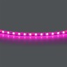 420512 Лента LIGHTSTAR LED 24V 12W 120leds/M 1600 LM/M розовый IP20 1шт = 5м